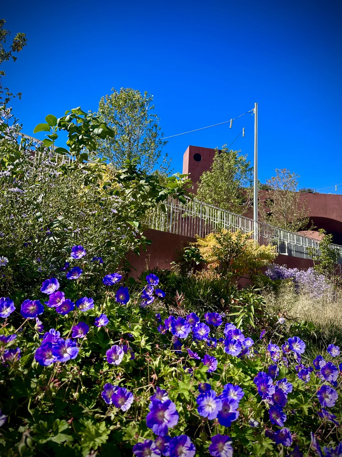 Violet-blue hardy geraniums and lavender asters in a sunny garden bed below a railing and a red concrete structure, under a deep blue sky