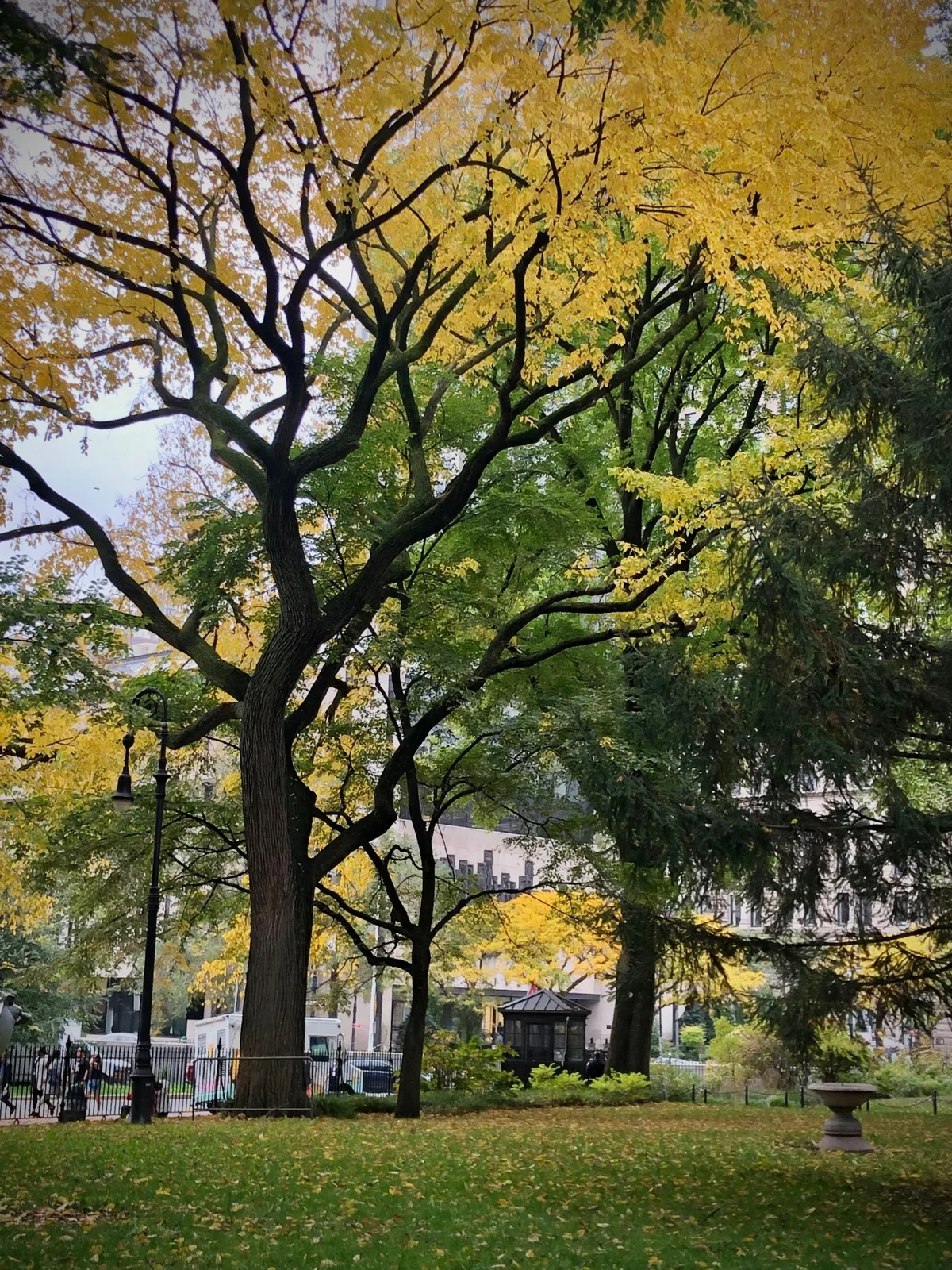 Tall trees with golden yellow fall leaves over a green lawn in City Hall Park, with an iron lamppost and a small kiosk beyond