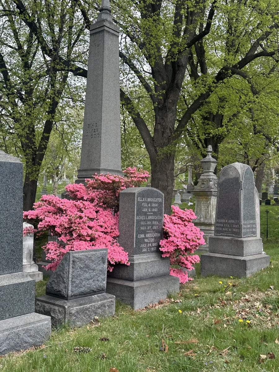 Pink azaleas in bloom among granite headstones and an obelisk under fresh spring leaves